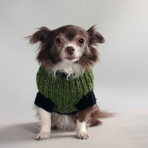 green-dog-sweter handmade dog sweater