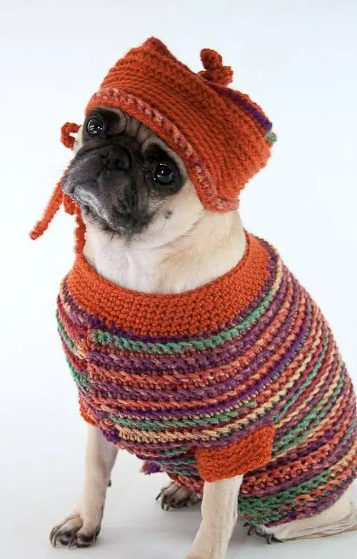 pug in sweater pug in a dog sweater