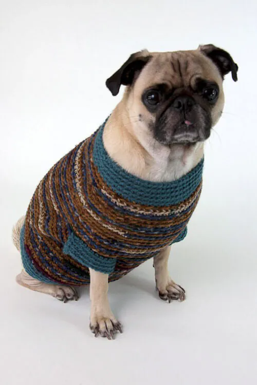 pug pug in a sweater