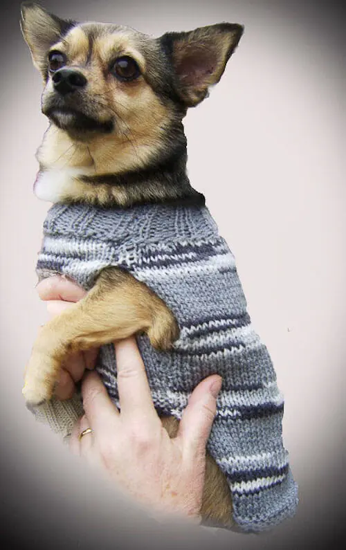 small-dog-in-dog-sweater