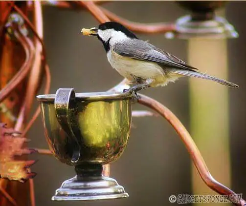 carolina-chicadee