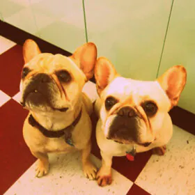 dogs in retro kitchen