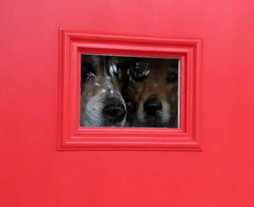 dogs-peeking-out-vintage-door