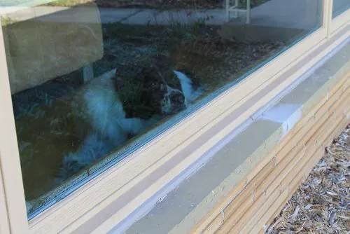 leo-peeking-out-window