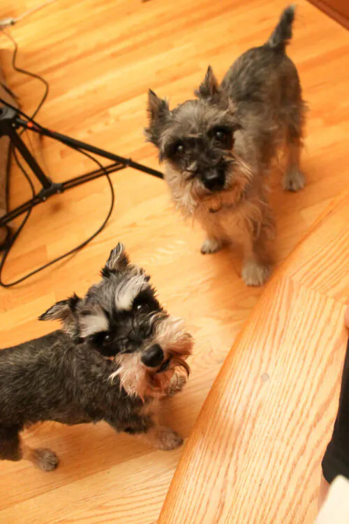 miniature schnauzers helping out