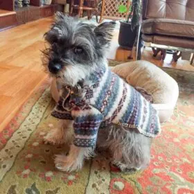 felted wool dog sweater