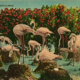 vintage florida postcard with flamboyance of flamingoes